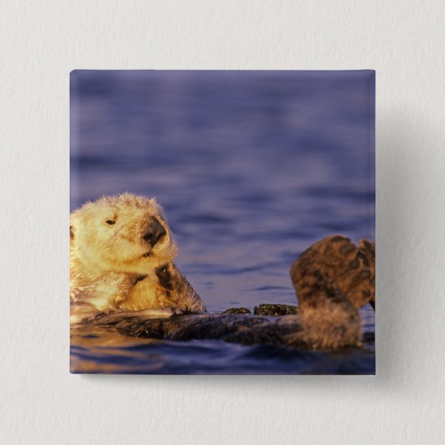 Sea Otters, Enhydra lutris 4 Button (Vorderseite)