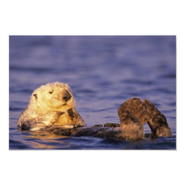 Sea Otters, Enhydra lutris 4 Fotodruck (Vorne)