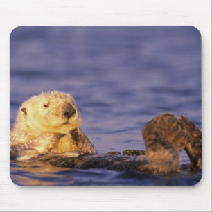 Sea Otters, Enhydra lutris 4 Mousepad