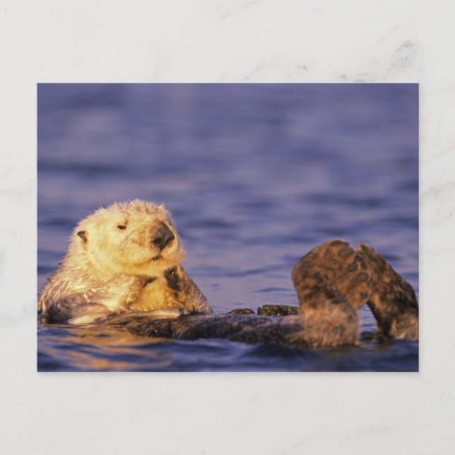 Sea Otters, Enhydra lutris 4 Postkarte (Vorderseite)