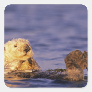 Sea Otters, Enhydra lutris 4 Quadratischer Aufkleber