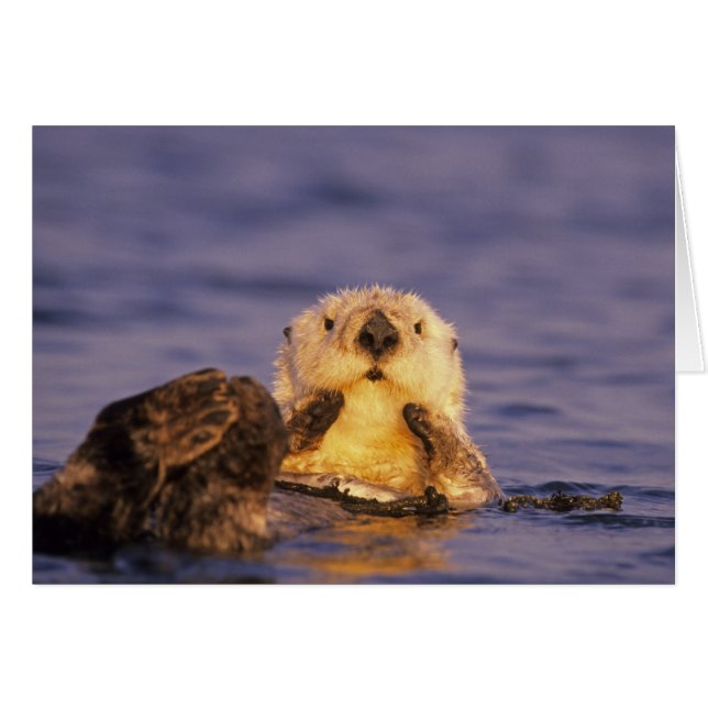 Sea Otters, Enhydra lutris 5 (Vorderseite (Horizontal))