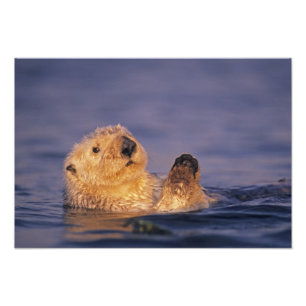 Sea Otters, Enhydra lutris 5 Fotodruck