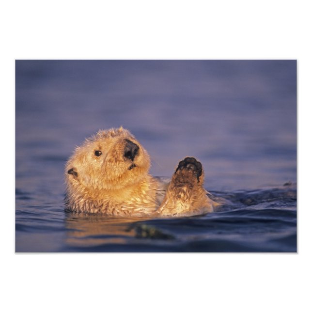 Sea Otters, Enhydra lutris 5 Fotodruck (Vorne)