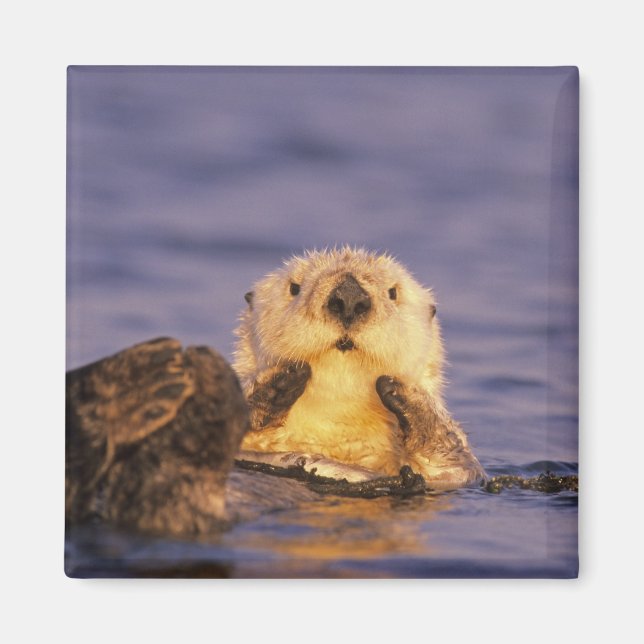 Sea Otters, Enhydra lutris 5 Magnet (Vorne)