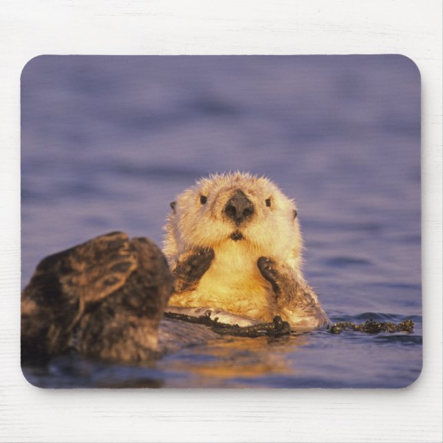 Sea Otters, Enhydra lutris 5 Mousepad (Vorne)