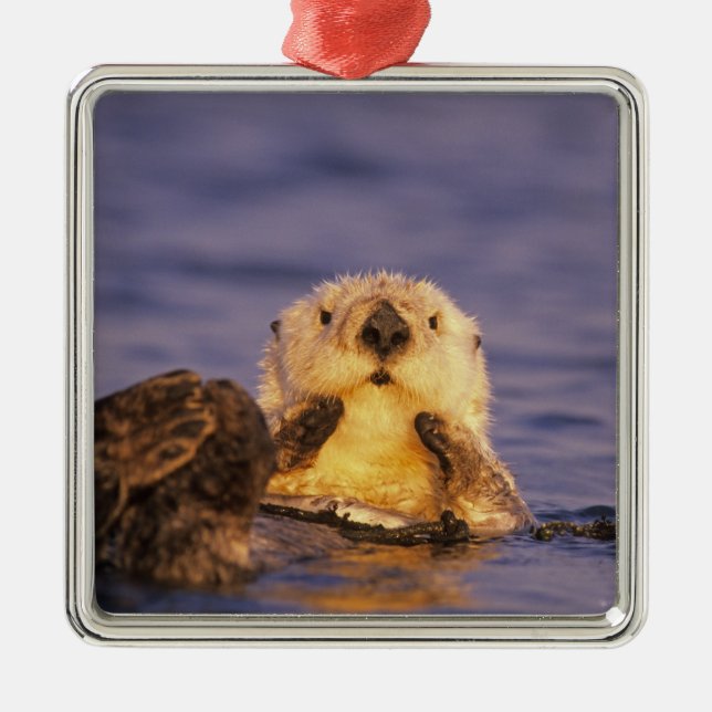 Sea Otters, Enhydra lutris 5 Ornament Aus Metall (Vorne)