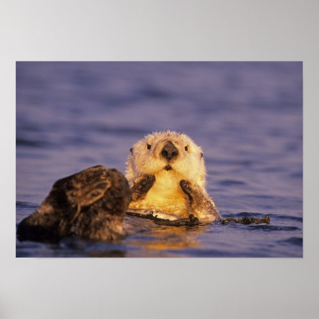 Sea Otters, Enhydra lutris 5 Poster (Vorne)
