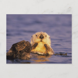 Sea Otters, Enhydra lutris 5 Postkarte