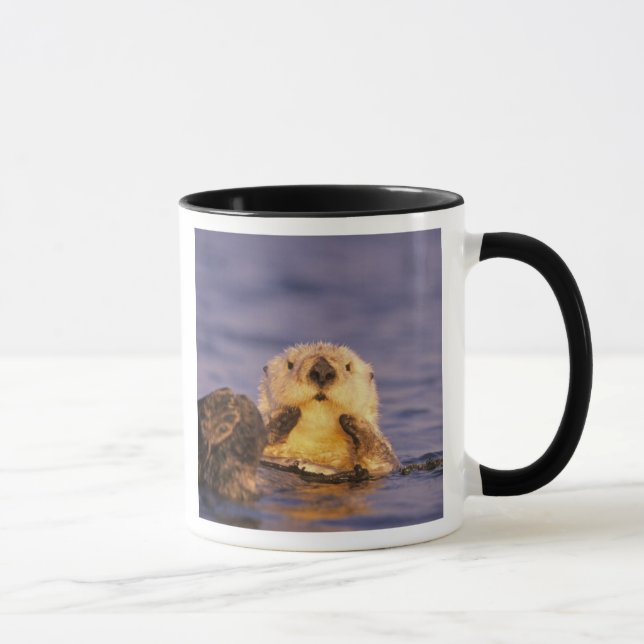 Sea Otters, Enhydra lutris 5 Tasse (Rechts)