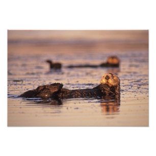 Sea Otters, Enhydra lutris 6 Fotodruck