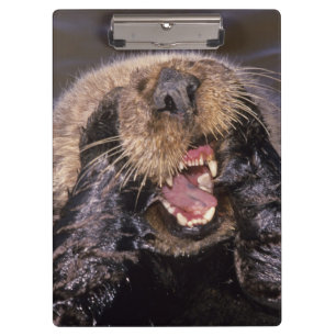 Sea Otters, Enhydra lutris 6 Klemmbrett
