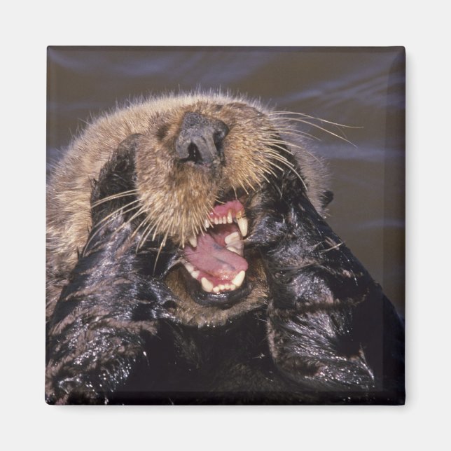 Sea Otters, Enhydra lutris 6 Magnet (Vorne)
