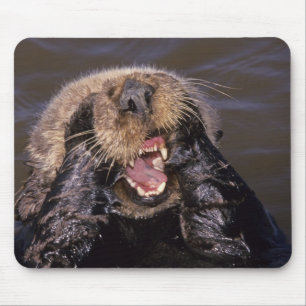 Sea Otters, Enhydra lutris 6 Mousepad