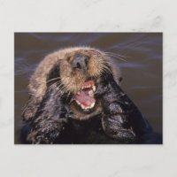 Sea Otters, Enhydra lutris 6