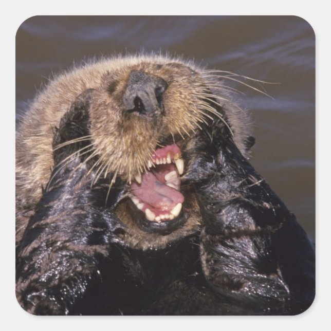 Sea Otters, Enhydra lutris 6 Quadratischer Aufkleber (Vorderseite)
