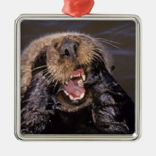 Sea Otters, Enhydra lutris 6 Silbernes Ornament