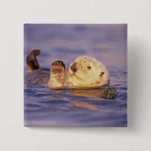 Sea Otters, Enhydra lutris Button
