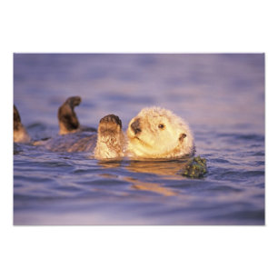Sea Otters, Enhydra lutris Fotodruck