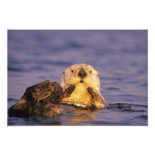 Sea Otters, Enhydra lutris Fotodruck
