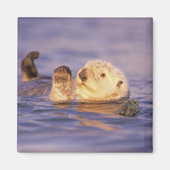 Sea Otters, Enhydra lutris Magnet (Vorne)