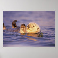 Sea Otters, Enhydra lutris