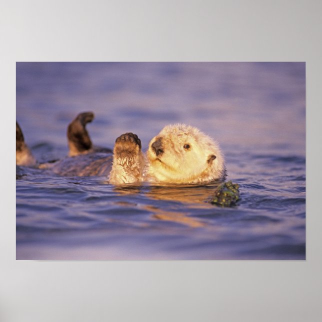 Sea Otters, Enhydra lutris Poster (Vorne)