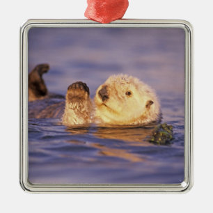 Sea Otters, Enhydra lutris Silbernes Ornament