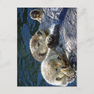 Sea-Otters Postkarte