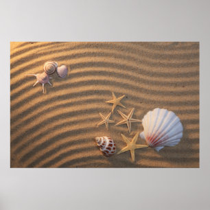 Sea Shells And Starfish Poster