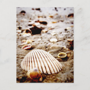Sea Shells on the seashore Postcard Postkarte