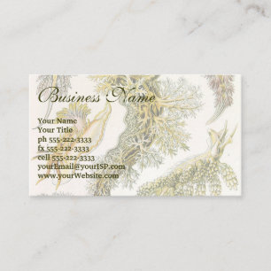 Sea Slugchia von Ernst Haeckel, Vintage Nudibranch Visitenkarte