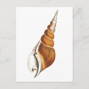 "SEA SPINDLE" SEASHELLS MEERESWELT POSTCARD POSTKARTE