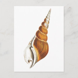 "SEA SPINDLE" SEASHELLS MEERESWELT POSTCARD POSTKARTE