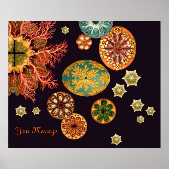 Sea Squirt Remix Poster (Vorne)