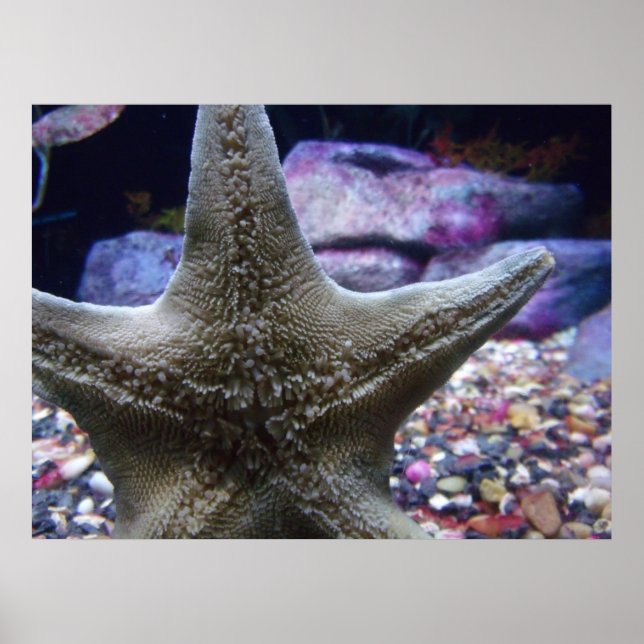 Sea Star Poster (Vorne)