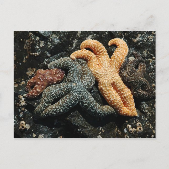 Sea Star Postkarte (Vorderseite)