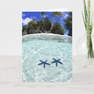 Sea stars, Rock Islands, Palau 2 Karte