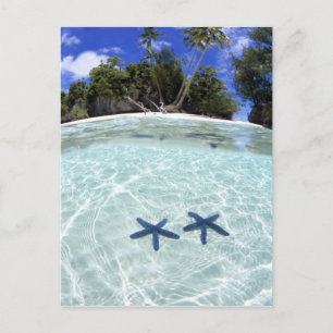 Sea stars, Rock Islands, Palau 2 Postkarte