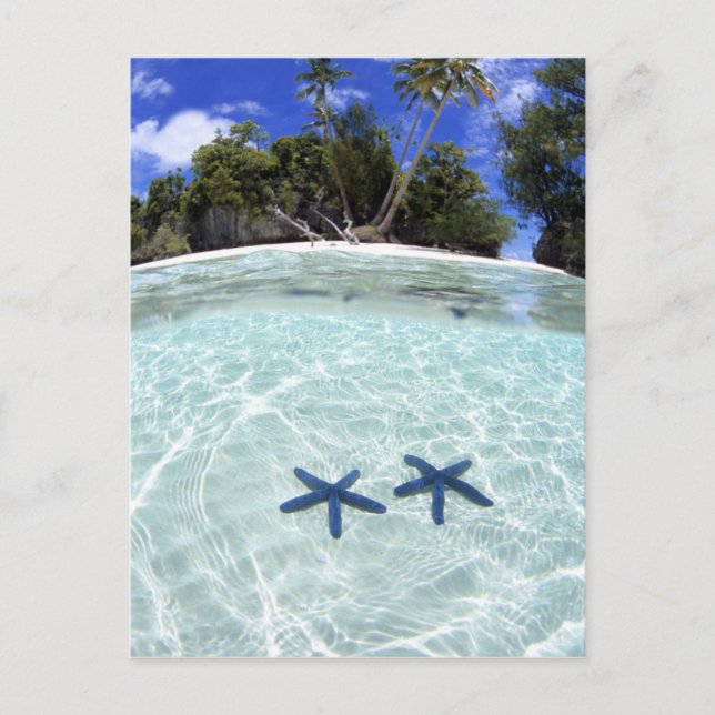 Sea stars, Rock Islands, Palau 2 Postkarte (Vorderseite)