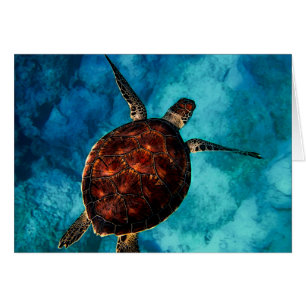 Sea Turtle Beauty