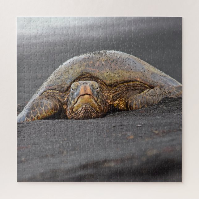 Sea Turtle Black Sand Beach Hawaii - 20x20- 676 pc Puzzle (Vertikal)