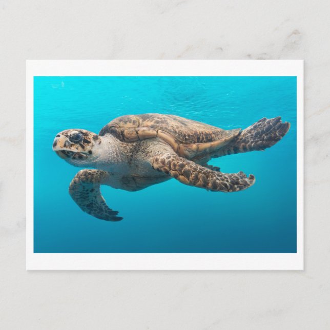 Sea Turtle Foto Postcard Postkarte (Vorderseite)