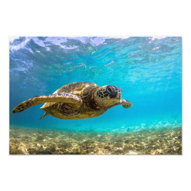 Sea Turtle Foto Print (Vorne)
