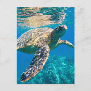 Sea Turtle, Marine Turtle, Chelonioidea, Reptil Postkarte
