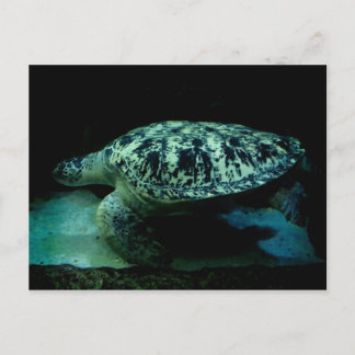 Sea Turtle Post Card Postkarte