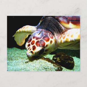 Sea Turtle Postcard Postkarte