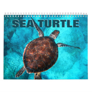 Sea Turtles 2022 Wall Calendar Kalender