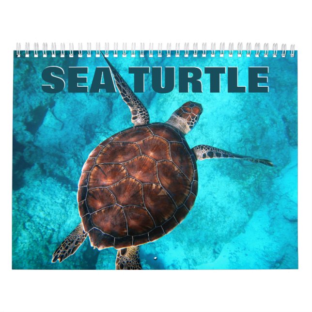 Sea Turtles Wall Calendar Kalender (Titelbild)