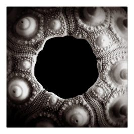 Sea Urchin Black & White Fotografy 20x20 poster